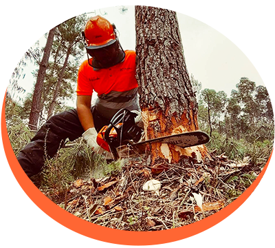 Abate Seguro de Árvores