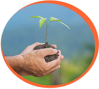 Reflorestação Sustentável